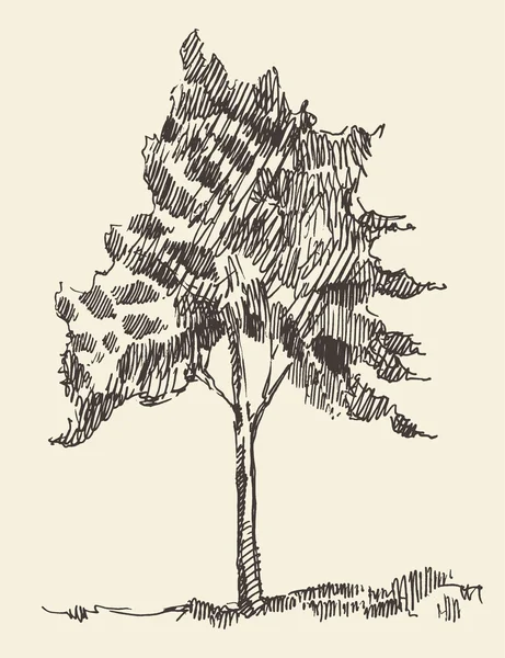 Jeune arbre illustration vintage croquis dessiné à la main — Image vectorielle