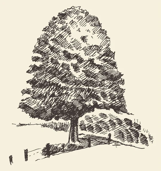 Old tree vintage illustration hand drawn sketch — Stock Vector