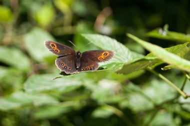 çiçek ve bitki ile kelebek
