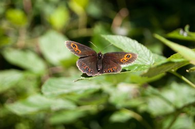 çiçek ve bitki ile kelebek