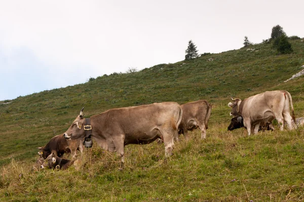 Корови в гори — стокове фото