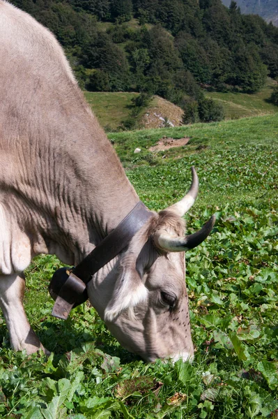 Bir dağda inek — Stok fotoğraf