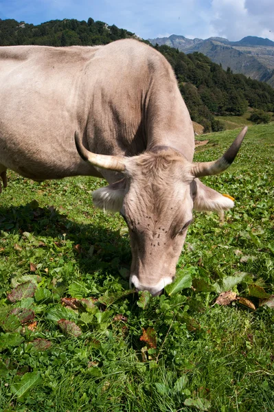 Bir dağda inek — Stok fotoğraf