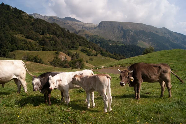 Bir dağda inek — Stok fotoğraf