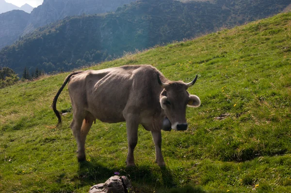 Bir dağda inek — Stok fotoğraf