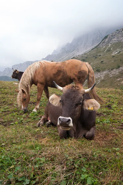 Корова в горах — стоковое фото