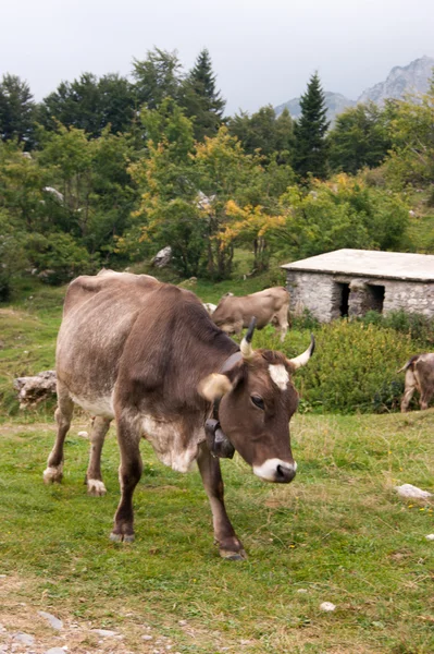 Bir dağda inek — Stok fotoğraf
