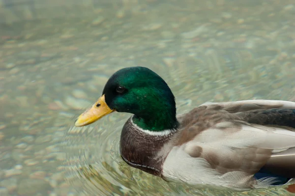 Canard — Photo