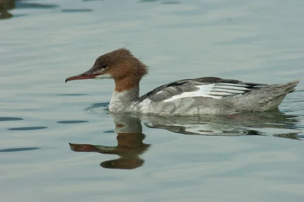 Ente — Stockfoto