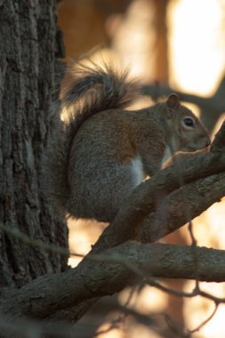 ağaçları ile bir parkta küçük sincap