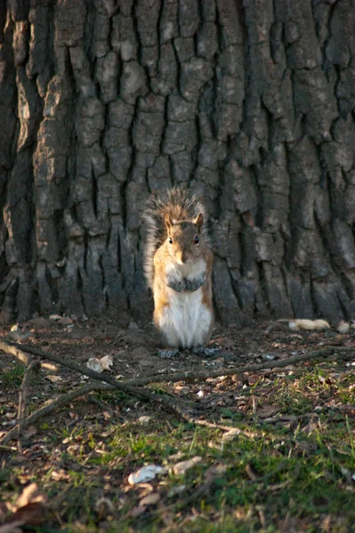 Eichhörnchen in einem Park mit Bäumen — Stockfoto