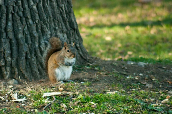 Ardilla en un parque con árboles — Foto de Stock