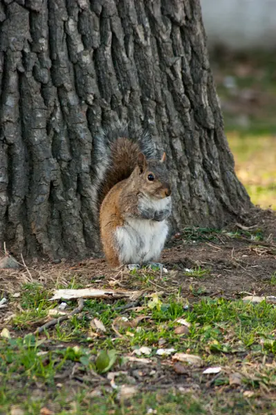 Pequeno esquilo em um parque com árvores — Fotografia de Stock