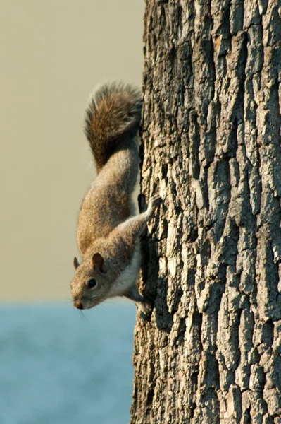 公园里的树的小松鼠 — 图库照片