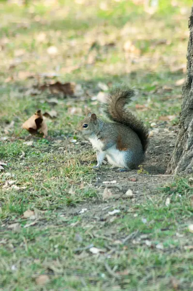 Petit écureuil dans un parc arboré — Photo