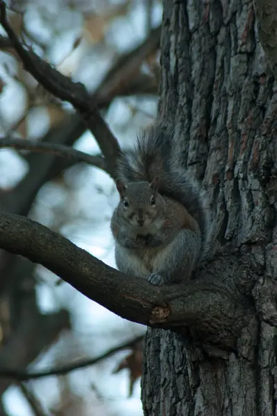 Kis mókus egy parkban, a fák — Stock Fotó