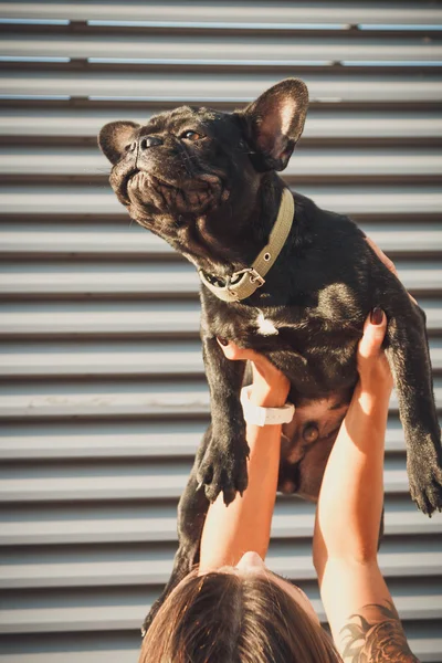 Noir français bulldog être tenue par son femelle propriétaire — Photo