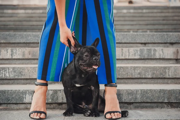 Черный французский щенок бульдог сидит на лестнице между женскими ногами — стоковое фото