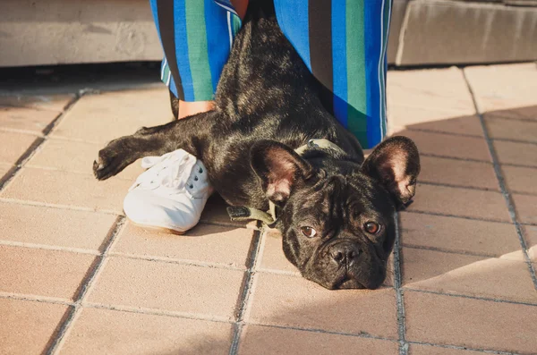 Siyah Fransız bulldog köpek kadın bacaklarının arasına kaldırımda yalan — Stok fotoğraf