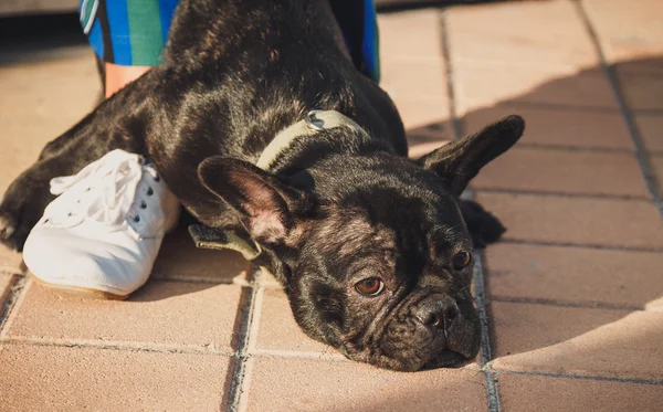 Siyah Fransız bulldog köpek kadın bacaklarının arasına kaldırımda yalan — Stok fotoğraf