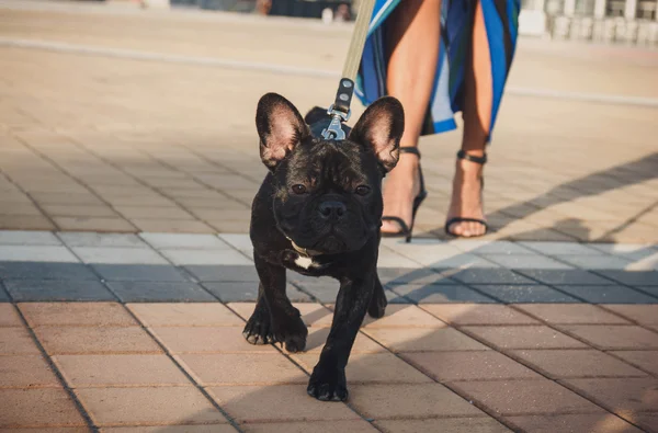 Anjing bulldog hitam Perancis berjalan di jalan — Stok Foto