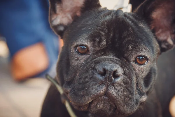 Portretul cățelușului buldog negru — Fotografie, imagine de stoc