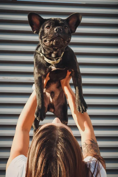 Black french bulldog being held by his female owner — Free Stock Photo