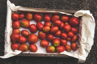 Sadece çekilen domates ile ahşap kutu