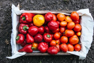 Sadece çekilen domates ve pappers ahşap kutu