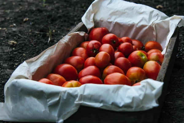 Caja de madera con tomates recién recogidos — Foto de Stock