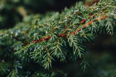 Ormandaki yeşil çam dalının yakın görüntüsü