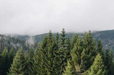 Karpat Dağları 'nın güzel manzarası