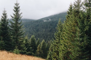 Karpat Dağları 'nın güzel manzarası