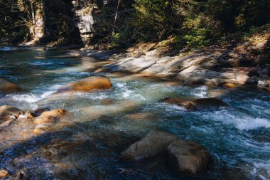 Dağ nehri çam ağaçlarının arasından akıyor