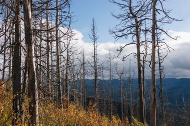 Güneşli bir günde Karpatlar 'ın güzel manzarası