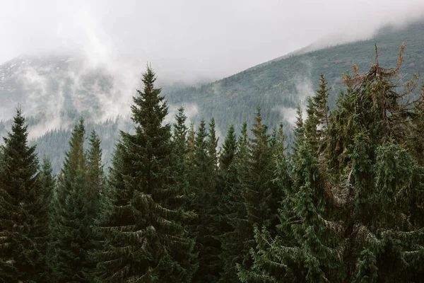 Beautiful Landscape Carpathian Mountains — Stock Photo, Image