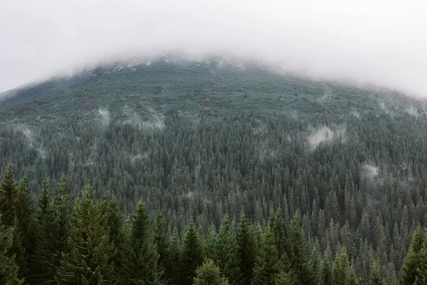 Prachtig Landschap Karpaten — Stockfoto