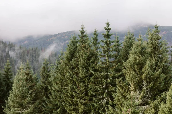 Prachtig Landschap Karpaten — Stockfoto