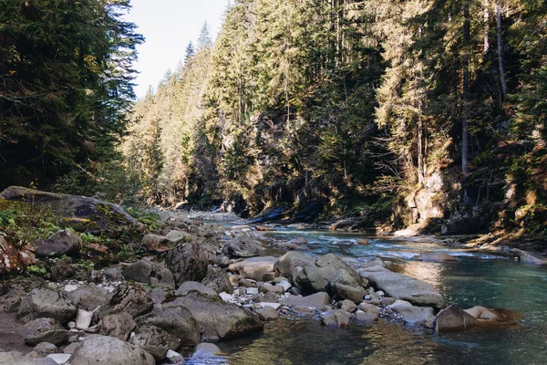 Río Montaña Que Fluye Través Los Pinos —  Fotos de Stock