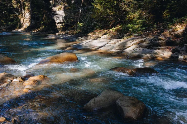 Гірська Річка Тече Через Соснові Дерева — стокове фото