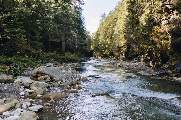 Río Montaña Que Fluye Través Los Pinos —  Fotos de Stock