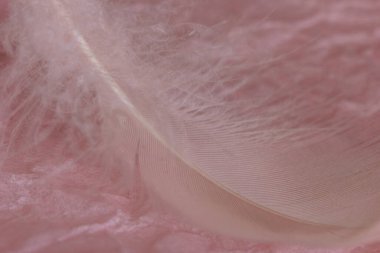 Pembe arka plandaki güzel pembe kuş tüyüne yaklaş