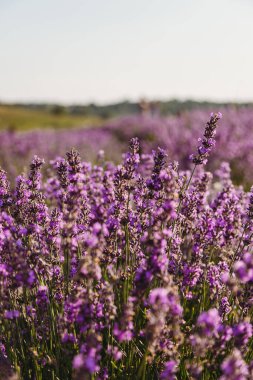 Menekşe lavanta alanını kapat