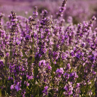 Menekşe lavanta alanını kapat