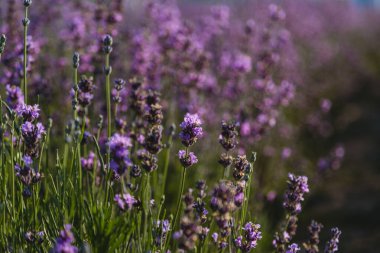 Menekşe lavanta alanını kapat