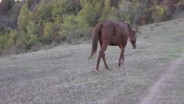 Ένα όμορφο άλογο και ένα πουλάρι με τα πόδια στο γήπεδο το φθινόπωρο — Αρχείο Βίντεο