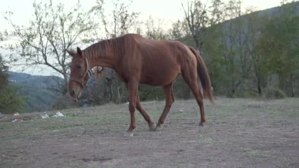 Ένα όμορφο γκρι άλογο πλησιάζει έναν αρσενικό αγρότη — Αρχείο Βίντεο