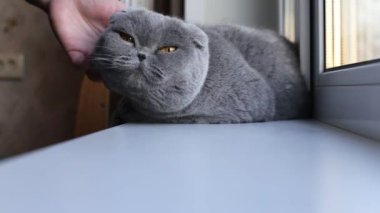 Sahipleri güzel bir safkan İskoç kedisini elleriyle okşar.