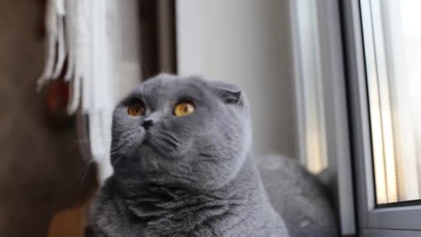 Zbliżenie pięknej szkockiej owłosionej kota siedzi na parapecie i rozgląda się, kot głaszcze rękę właścicieli — Wideo stockowe