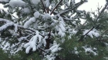 Rusya 'nın kış ormanlarında karla kaplı Noel ağacı ve bulutlu gökyüzü